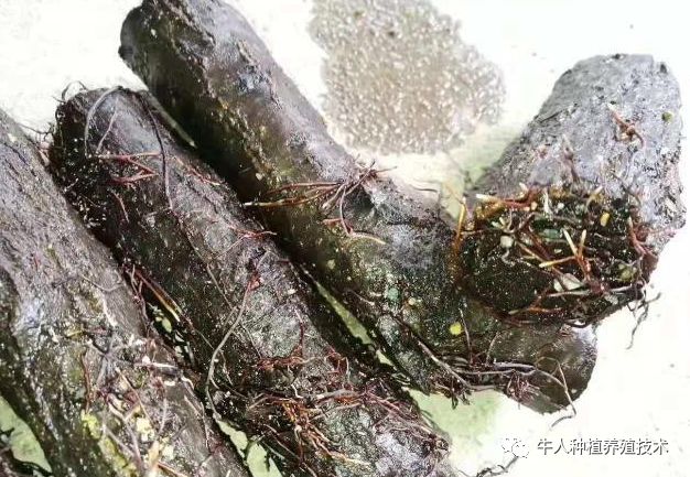 種植天麻怎么樣_天麻什么時候種植_種植天麻時候施肥好嗎