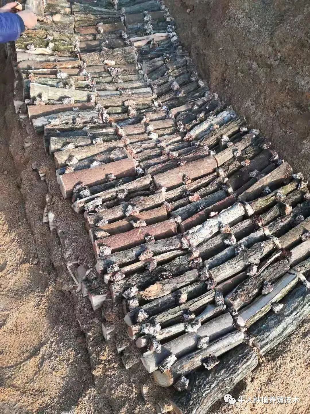 天麻什么時候種植_種植天麻怎么樣_種植天麻時候施肥好嗎