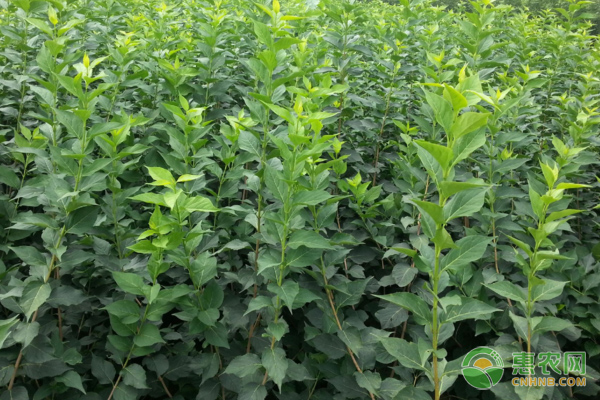 種植艾草的經濟效益_效益種植艾草有哪些_艾草種植一畝效益