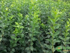 連翹一畝種植多少棵？效益如何？