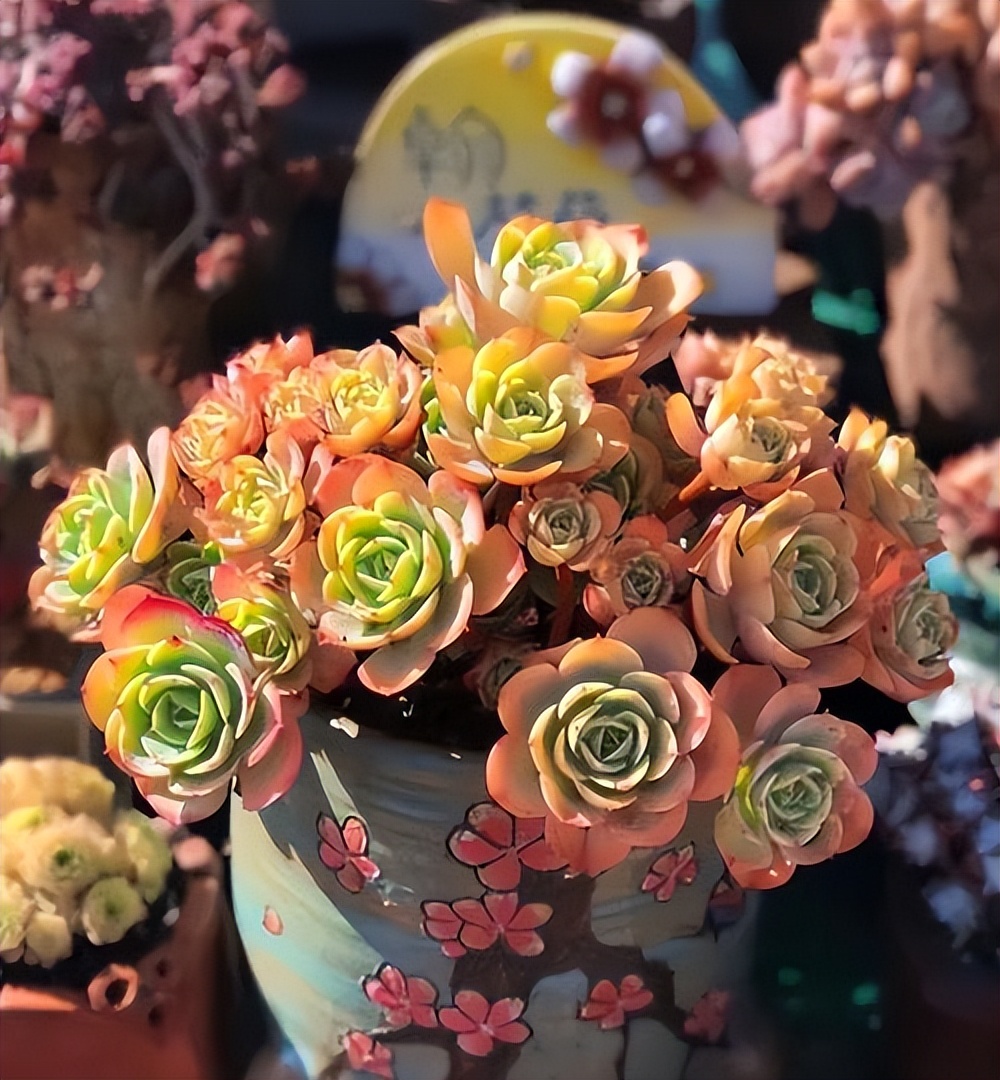 紅玫瑰多肉_多肉植物紅玫瑰_多肉紅玫瑰怎么養