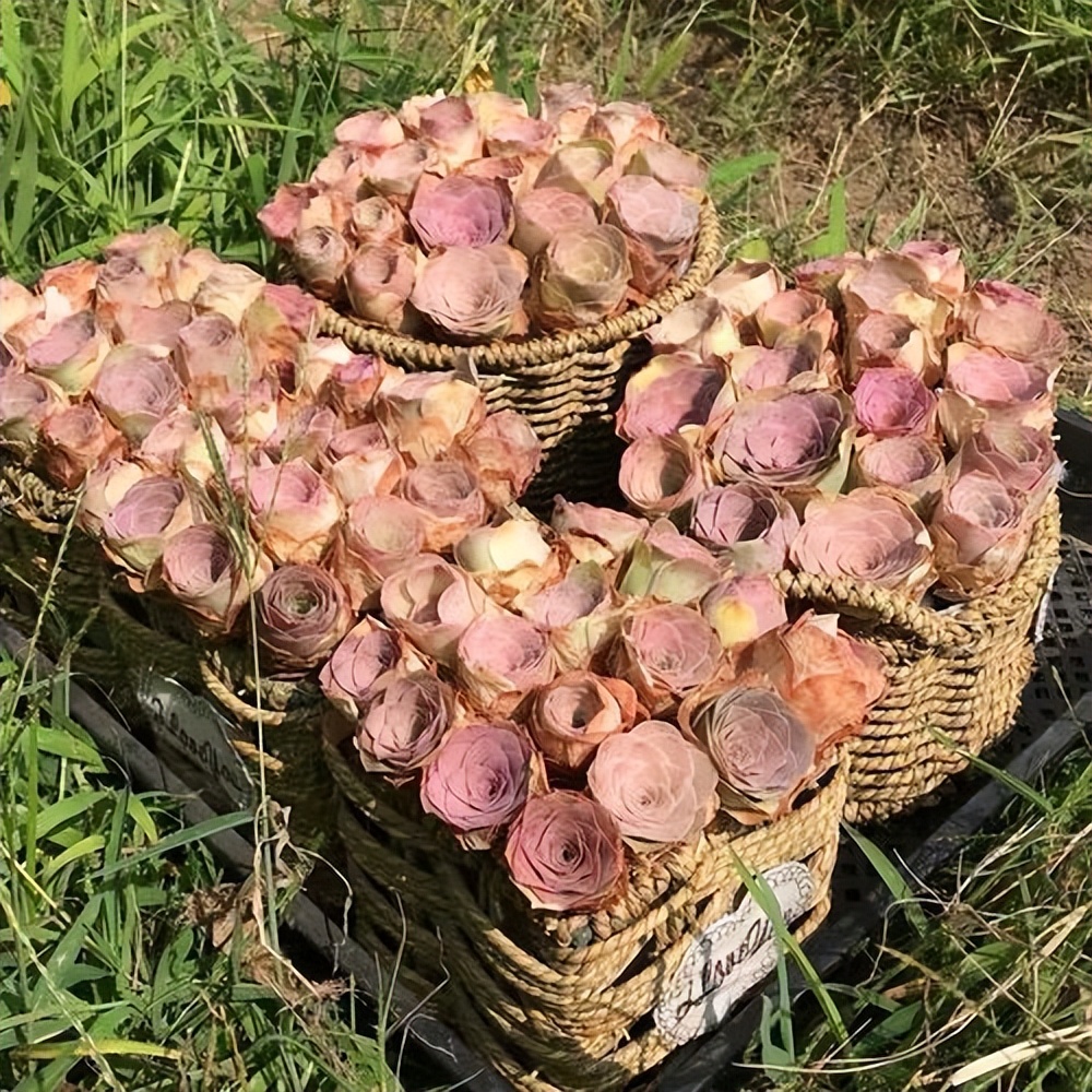 多肉植物紅玫瑰_多肉紅玫瑰怎么養_紅玫瑰多肉