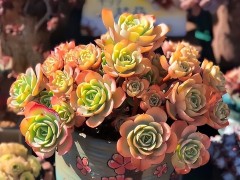 4款經典的“玫瑰”多肉，每一種都浪漫十足，皮實好養適合新手