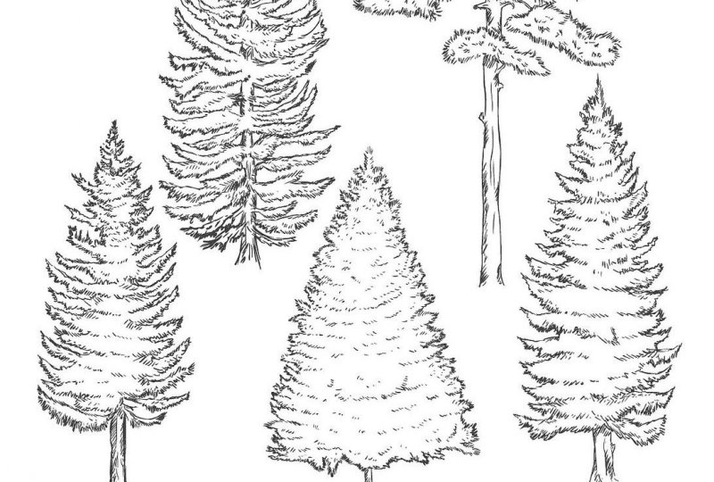 果樹(shù)南方種植適合什么土壤_南方適合種植什么果樹(shù)_適應(yīng)南方果樹(shù)苗