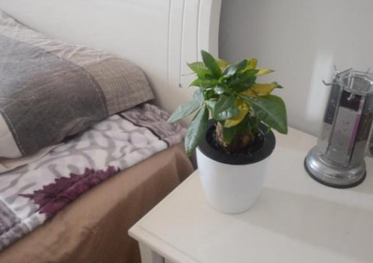 綠植可以放在床頭嗎_床頭能放植物綠蘿嗎_床頭擺放綠植好不好