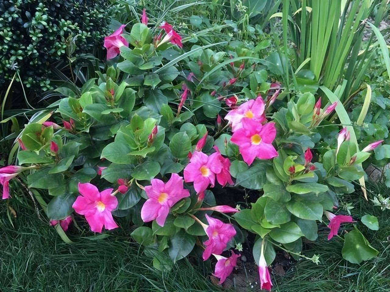 藥錦多肉還能養活嗎_什么是藥錦多肉_常見藥錦多肉