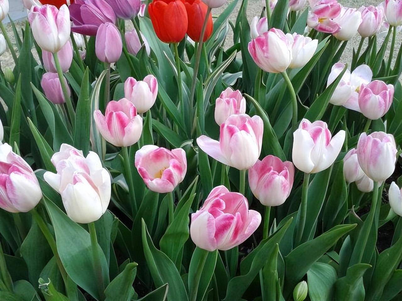 什么是藥錦多肉_藥錦多肉還能養活嗎_常見藥錦多肉