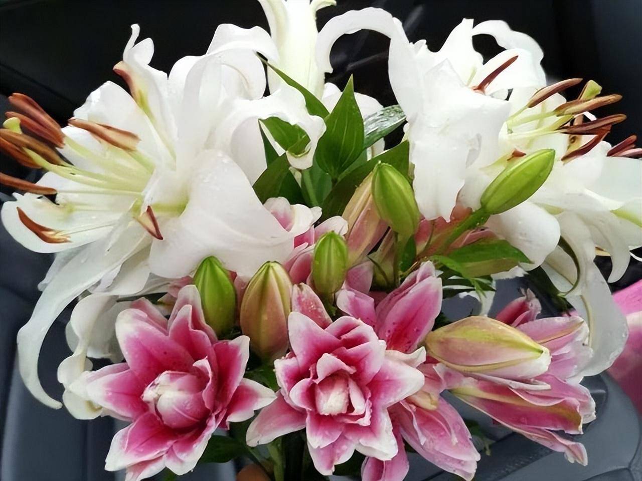 什么是藥錦多肉_藥錦多肉還能養活嗎_常見藥錦多肉