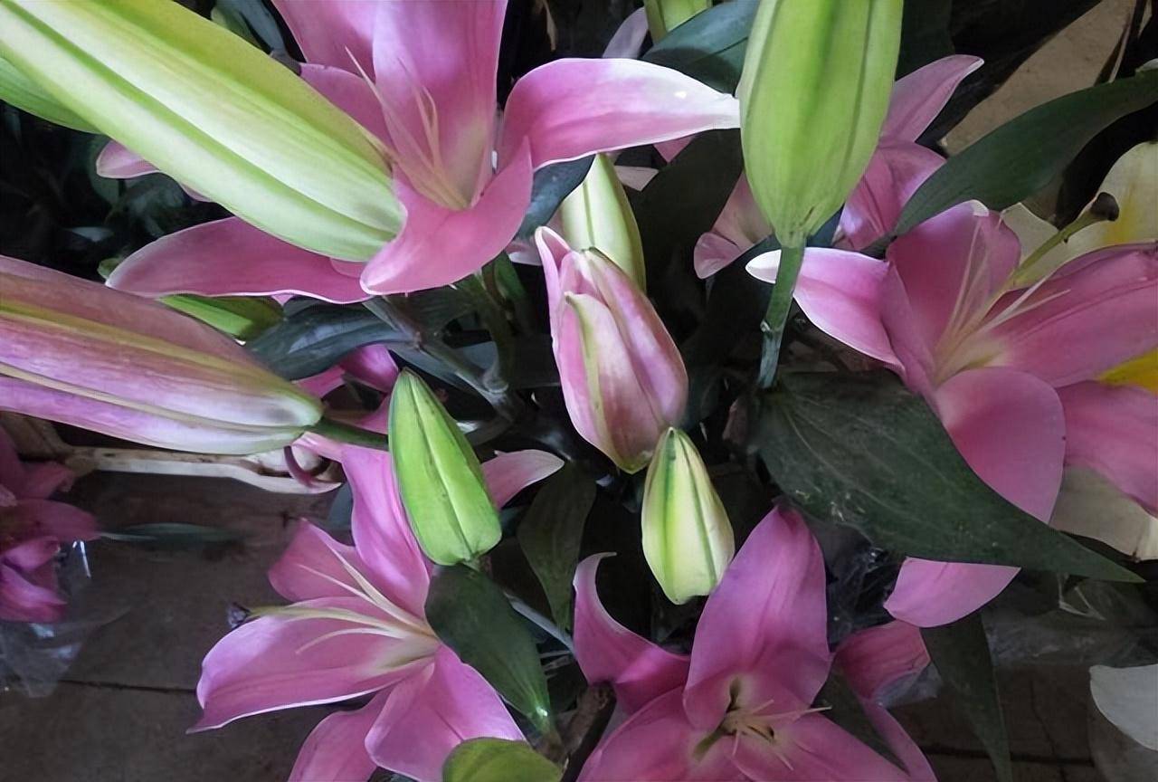 常見藥錦多肉_什么是藥錦多肉_藥錦多肉還能養活嗎