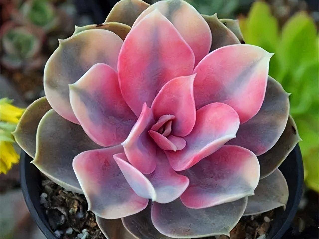 藥錦多肉還能養活嗎_常見藥錦多肉_什么是藥錦多肉