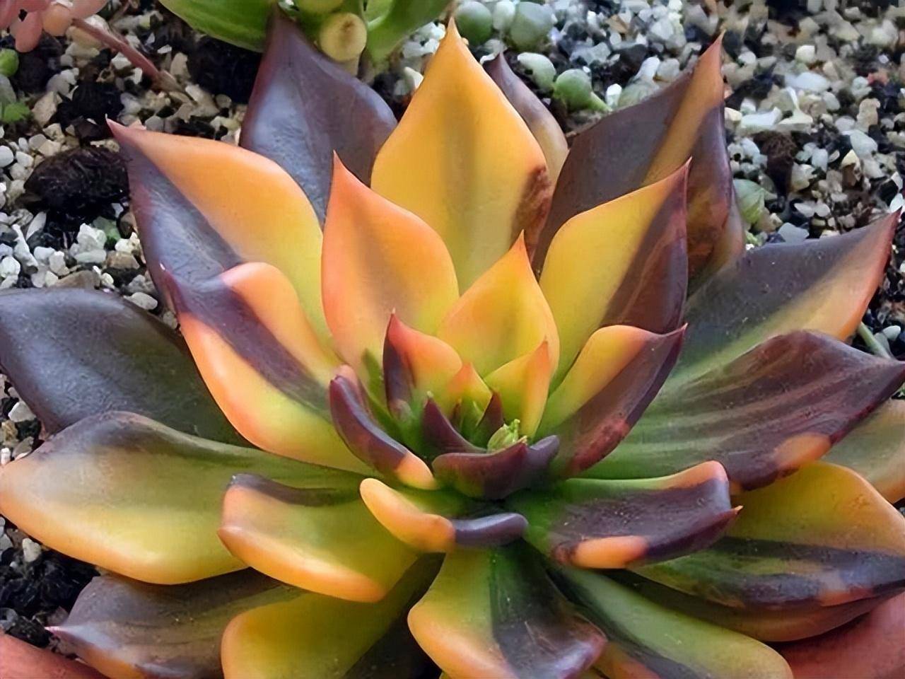 常見藥錦多肉_藥錦多肉還能養活嗎_什么是藥錦多肉