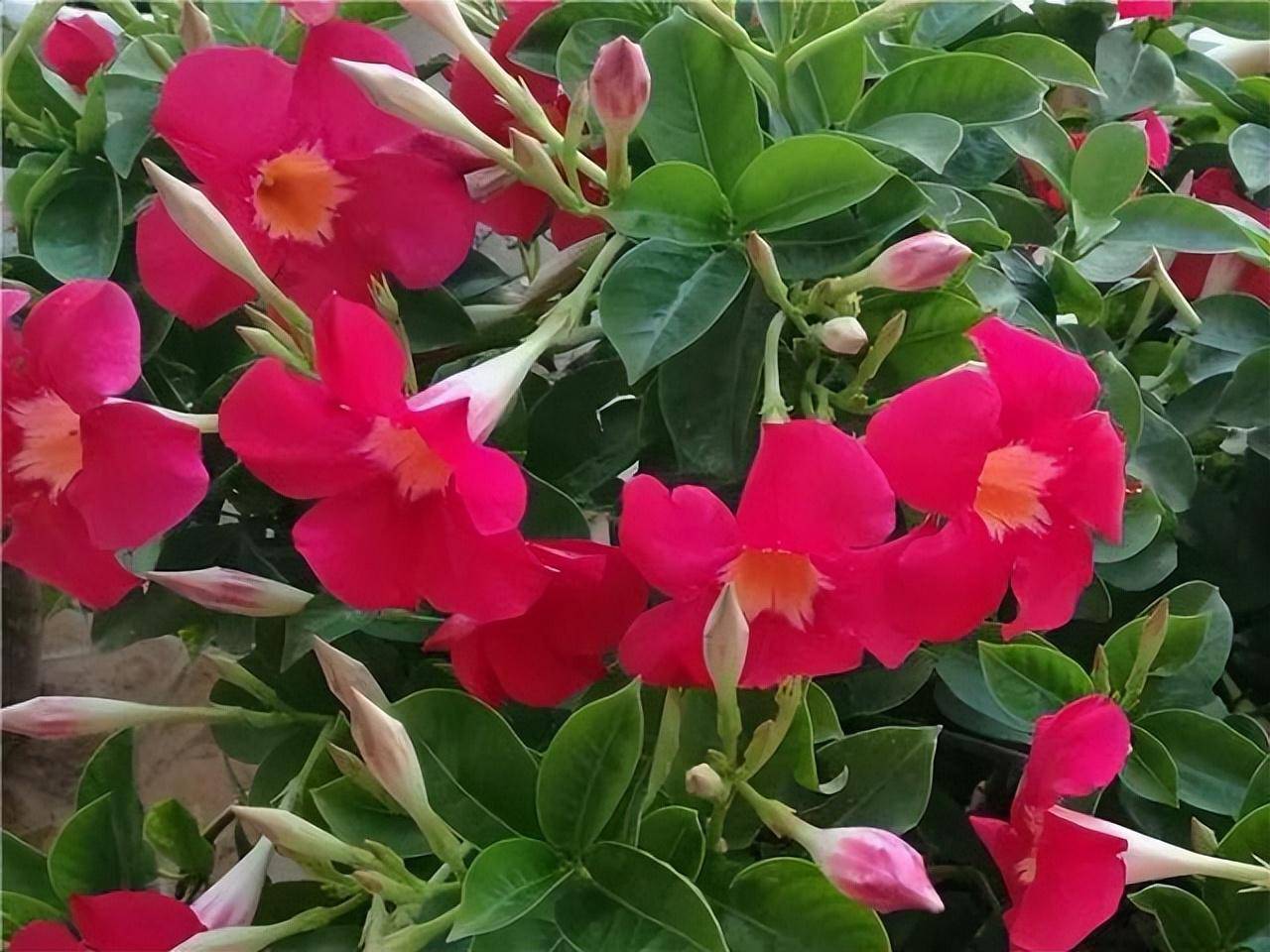 常見藥錦多肉_什么是藥錦多肉_藥錦多肉還能養活嗎