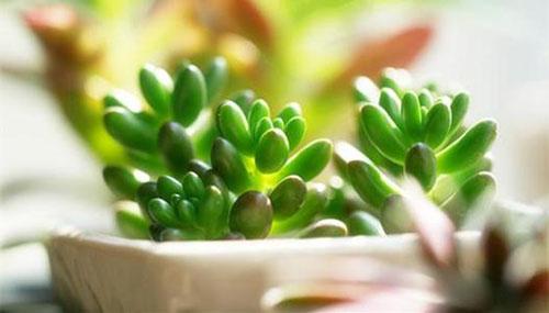 移栽多肉注意需要澆水嗎_多肉移栽需要注意什么_移栽多肉時要澆水嗎