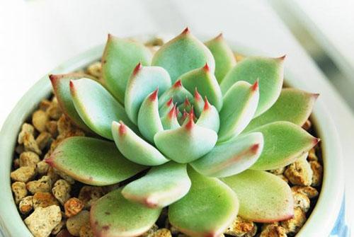 移栽多肉注意需要澆水嗎_移栽多肉時要澆水嗎_多肉移栽需要注意什么