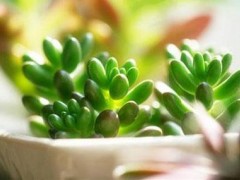 多肉植物換盆移栽注意事項，快來看看吧！