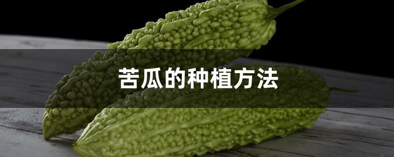 苦瓜種植時候好澆水嗎_苦瓜什么時候種植最好_苦瓜種植期