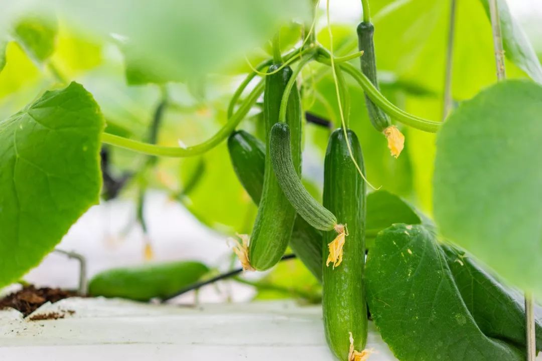 必死的農藥_農藥致死_農藥必死的