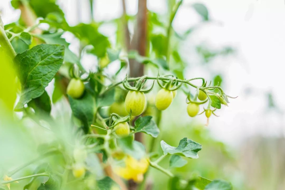 必死的農藥_農藥必死的_農藥致死