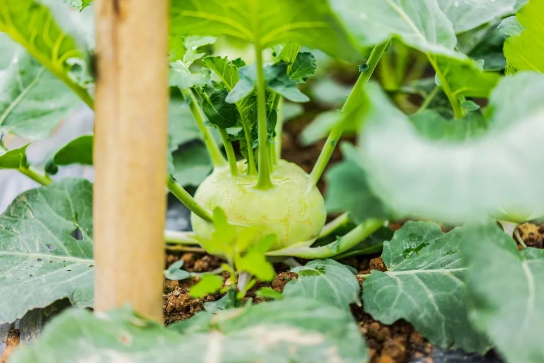 農藥致死_必死的農藥_農藥必死的