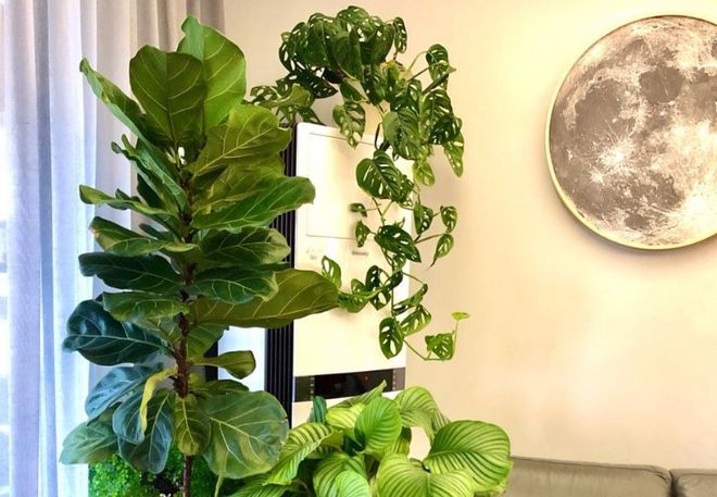 合適室內養綠植有哪些_室內養多少綠植合適_合適室內養的綠植