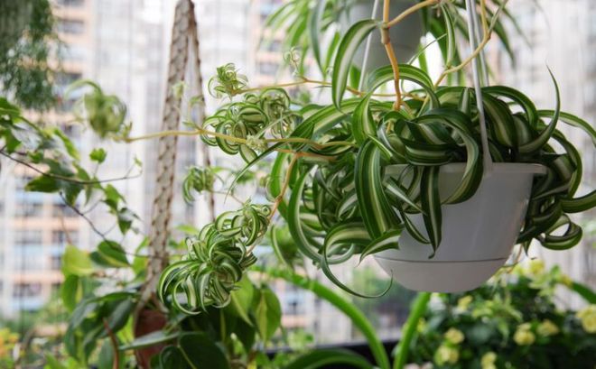 室內養多少綠植合適_合適室內養綠植有哪些_合適室內養的綠植