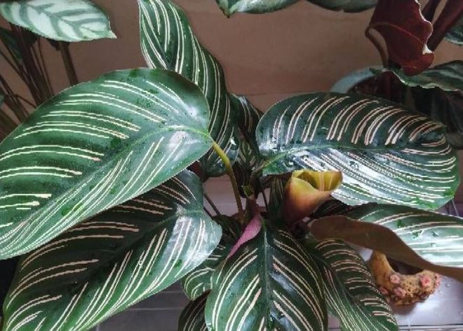 合適室內養綠植有哪些_室內養多少綠植合適_合適室內養的綠植