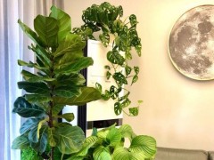 10種綠植“小而美”，適合室內，耐陰好養，顏值高有格調