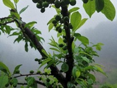 車厘子南方可以種植嗎？一個南方農民的實踐經驗