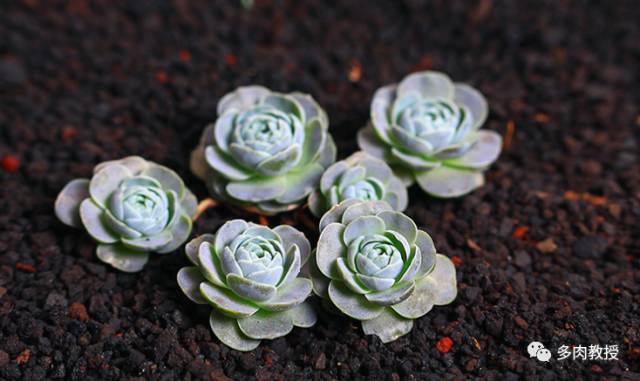 多肉開花是好是壞_開花壞多肉是好還是不好_開了花的多肉