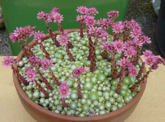 開了花的多肉_多肉開花是好是壞_開花壞多肉是好還是不好