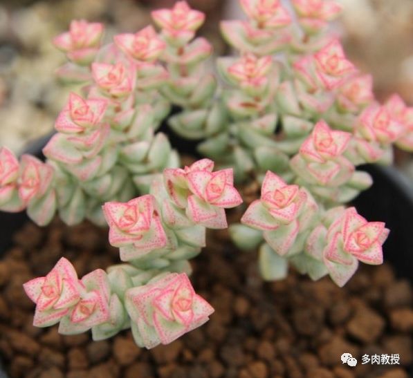 多肉開花是好是壞_開花壞多肉是好還是不好_開了花的多肉