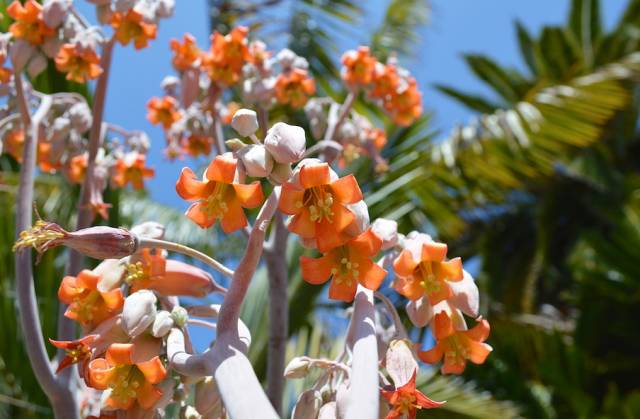 開了花的多肉_多肉開花是好是壞_開花壞多肉是好還是不好