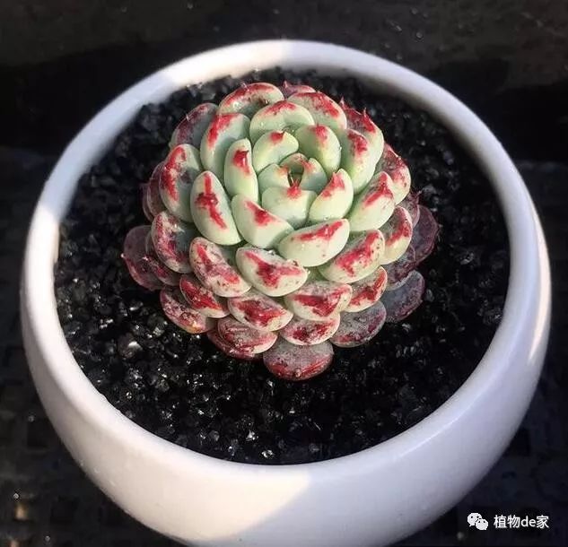 多肉有什么品種_多肉有些什么品種_多肉有好多品種
