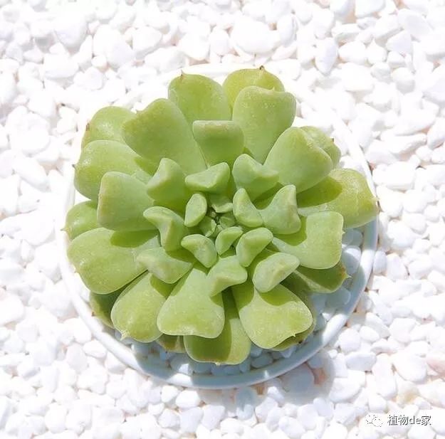 多肉有些什么品種_多肉有好多品種_多肉有什么品種