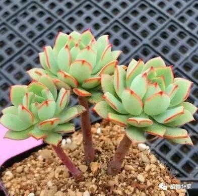 多肉有些什么品種_多肉有什么品種_多肉有好多品種