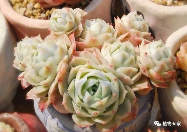 多肉有好多品種_多肉有什么品種_多肉有些什么品種