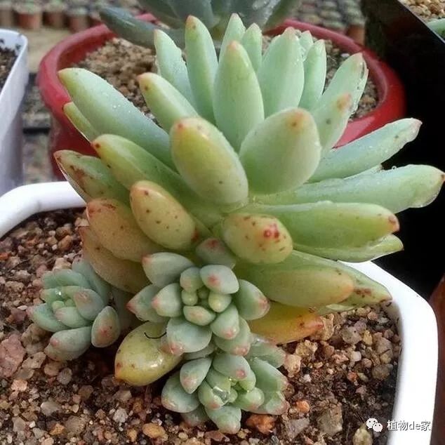 多肉有些什么品種_多肉有好多品種_多肉有什么品種