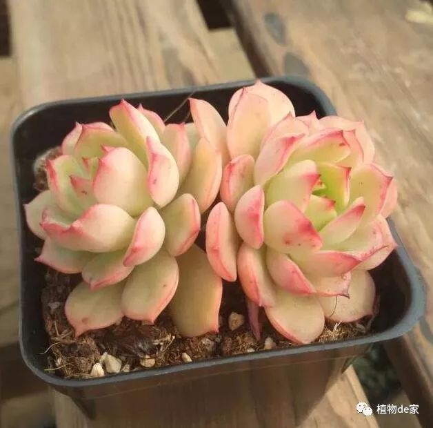 多肉有什么品種_多肉有些什么品種_多肉有好多品種