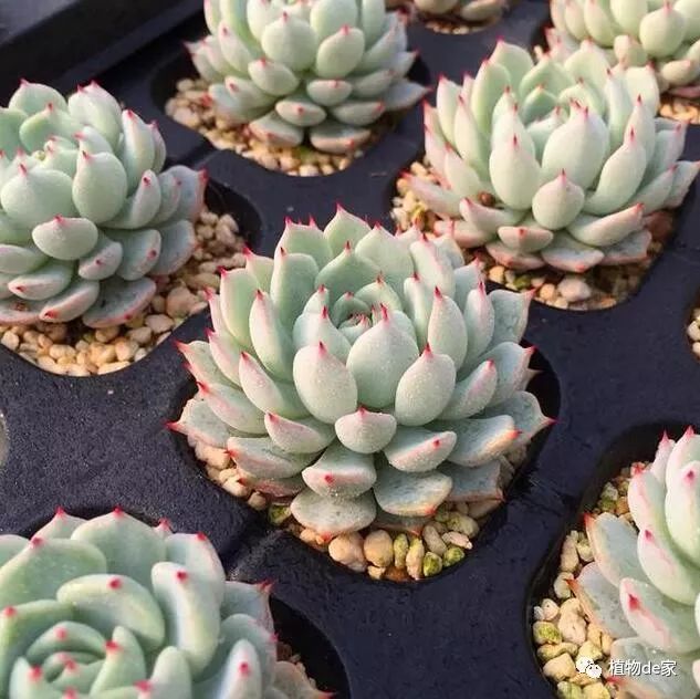 多肉有什么品種_多肉有些什么品種_多肉有好多品種