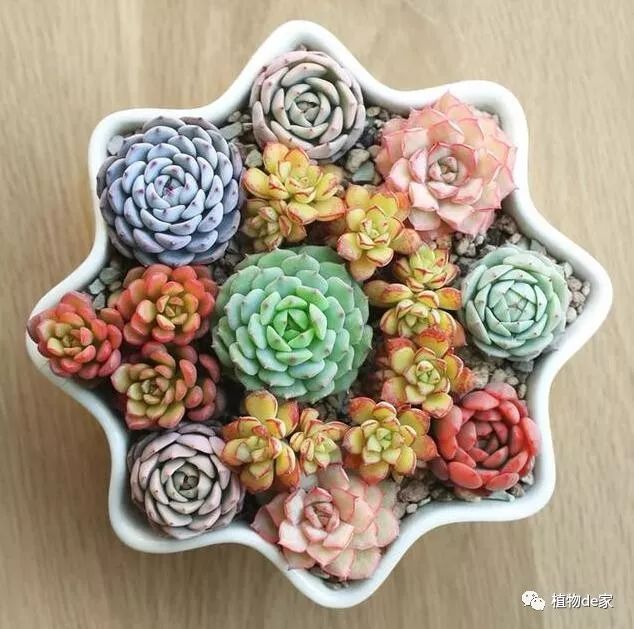 多肉有好多品種_多肉有些什么品種_多肉有什么品種