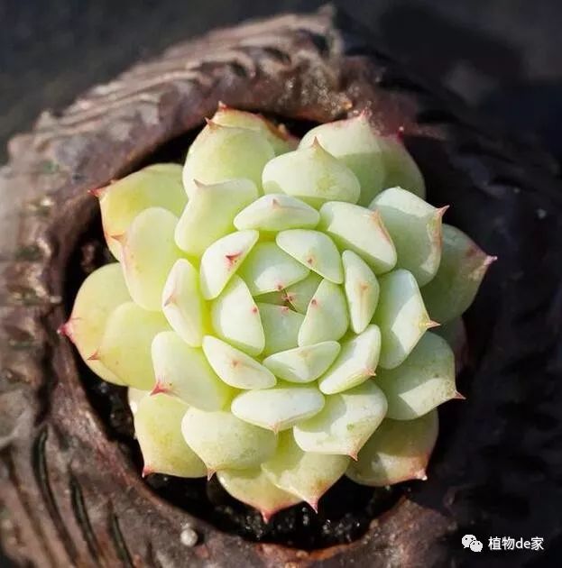 多肉有什么品種_多肉有些什么品種_多肉有好多品種