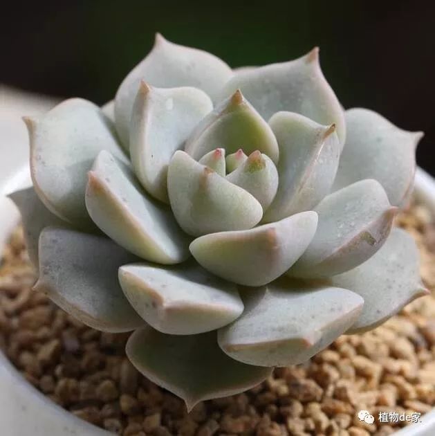 多肉有好多品種_多肉有什么品種_多肉有些什么品種