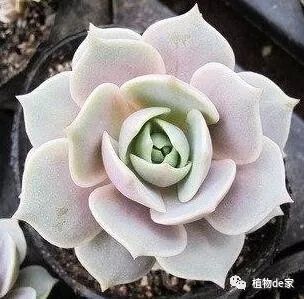 多肉有些什么品種_多肉有好多品種_多肉有什么品種