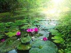 睡蓮的種植方法