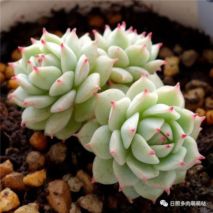 多肉法師用什么土種比較好_種法師多肉用什么土_多肉法師適合什么土質