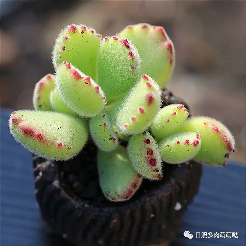 種法師多肉用什么土_多肉法師用什么土種比較好_多肉法師適合什么土質