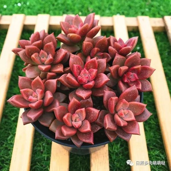 多肉法師用什么土種比較好_種法師多肉用什么土_多肉法師適合什么土質