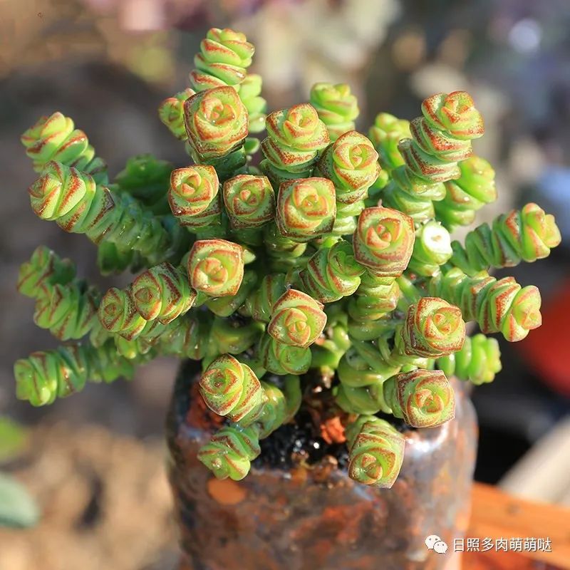 多肉法師適合什么土質_多肉法師用什么土種比較好_種法師多肉用什么土