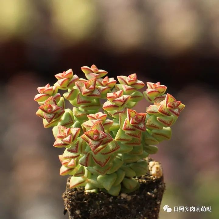 多肉法師適合什么土質_多肉法師用什么土種比較好_種法師多肉用什么土