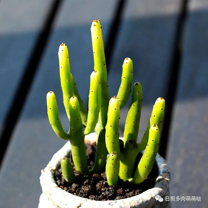 多肉法師用什么土種比較好_種法師多肉用什么土_多肉法師適合什么土質